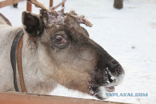 Парень Саши Грей