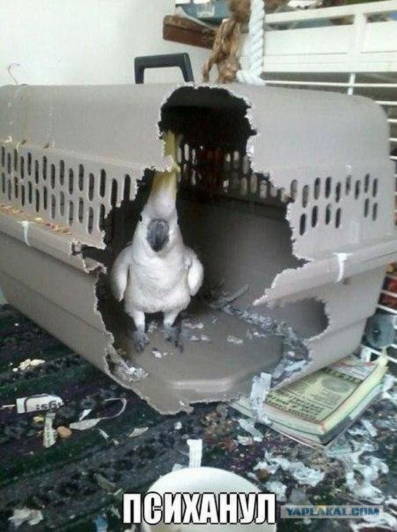 Веселости из сети
