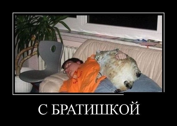 Веселости из сети