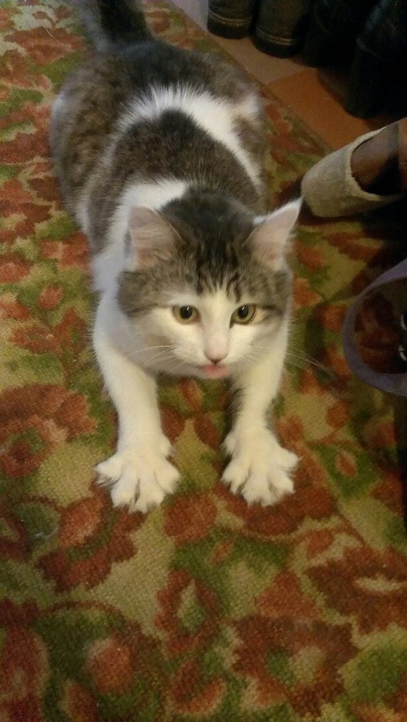 Кот Марсик