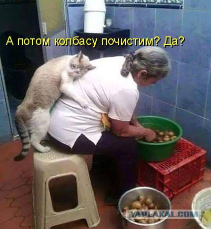Прикольные коты