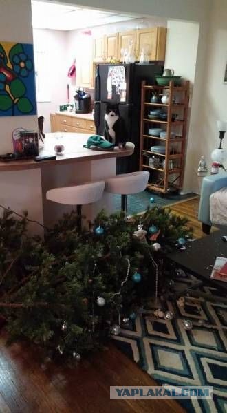 Подборка прикольных фото на среду