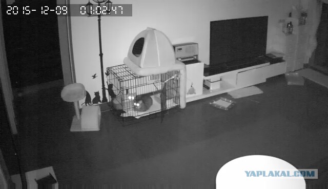 За что я люблю китайцев