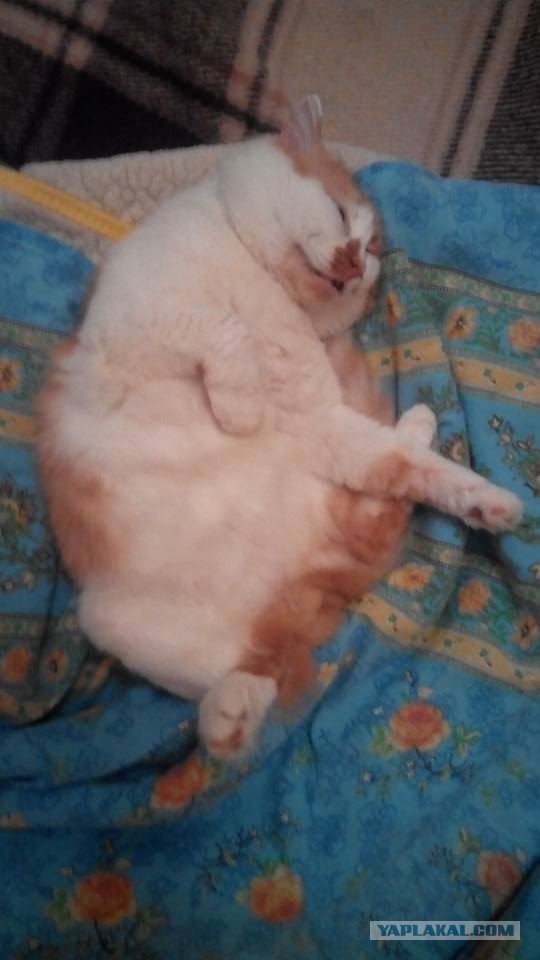 Котовторник