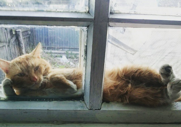 Брутальность этого котёнка зашкаливает!