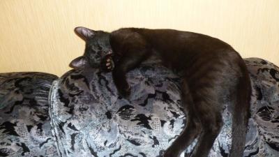 Кошка, которая спит не там (котовторнику посвящается)