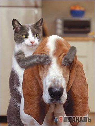 Коты, кошки, котята