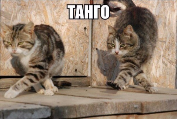 Мохнатые беспредельщики