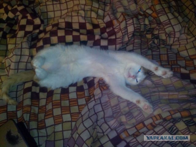 Котовторник 21.06.16