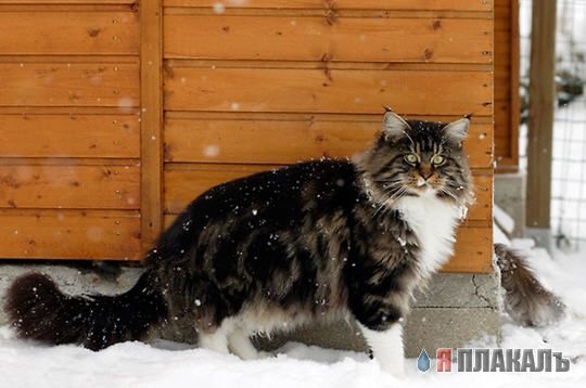 Кошки породы Меин Кун