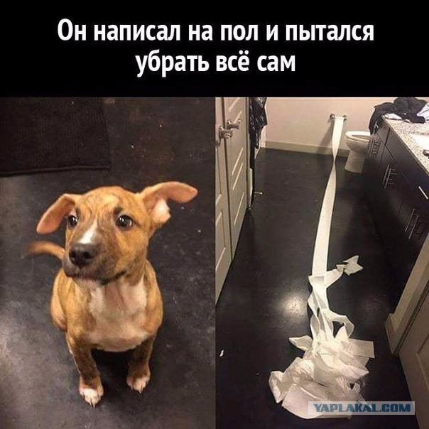 Картинки из ваших интернетов