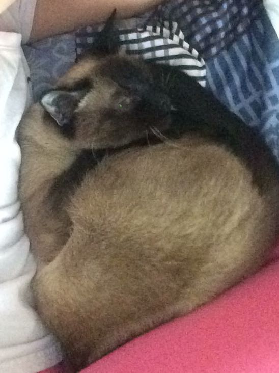 Коты и Кошки