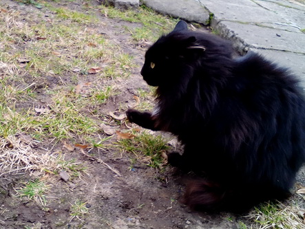Котовторник 25.04.2017
