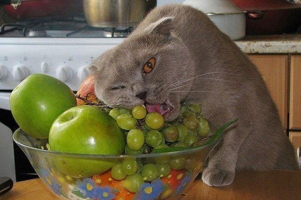 Коты и Кошки