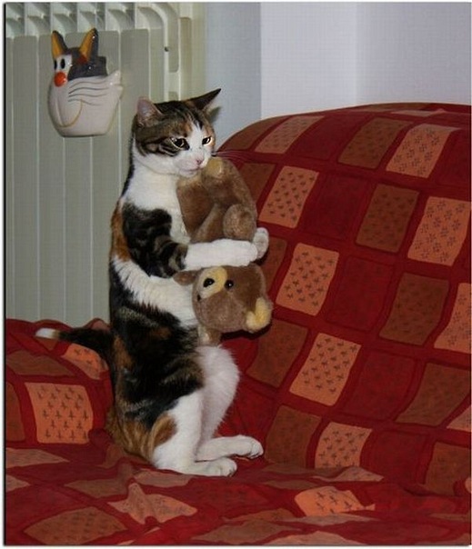Коты и Кошки