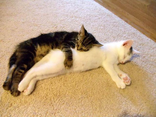Коты и Кошки