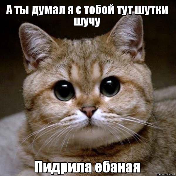Злой котёнок стал звездой бейсбольного матча