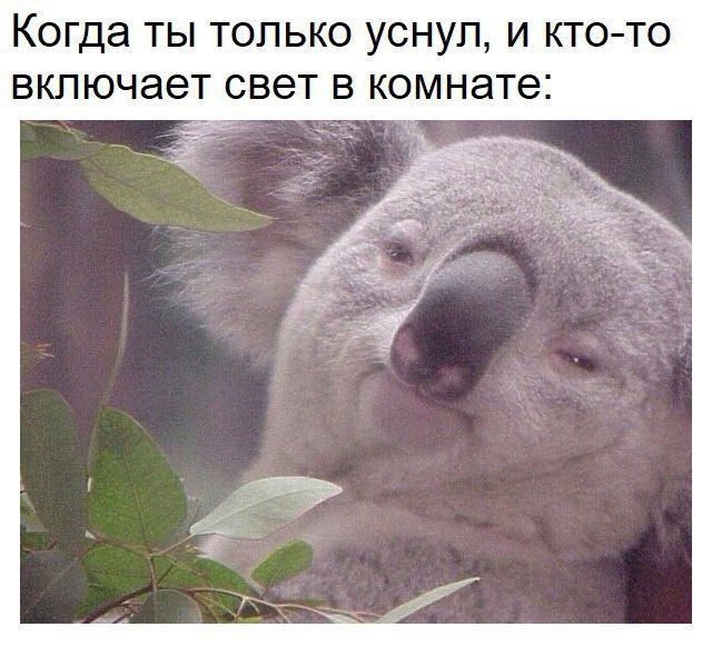 Подборка забавных животных