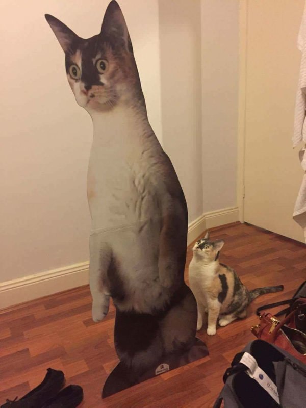 24 кота, которые подняли дерзость на новый уровень