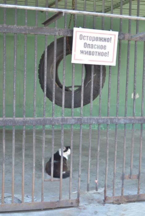 Прикольные картинки