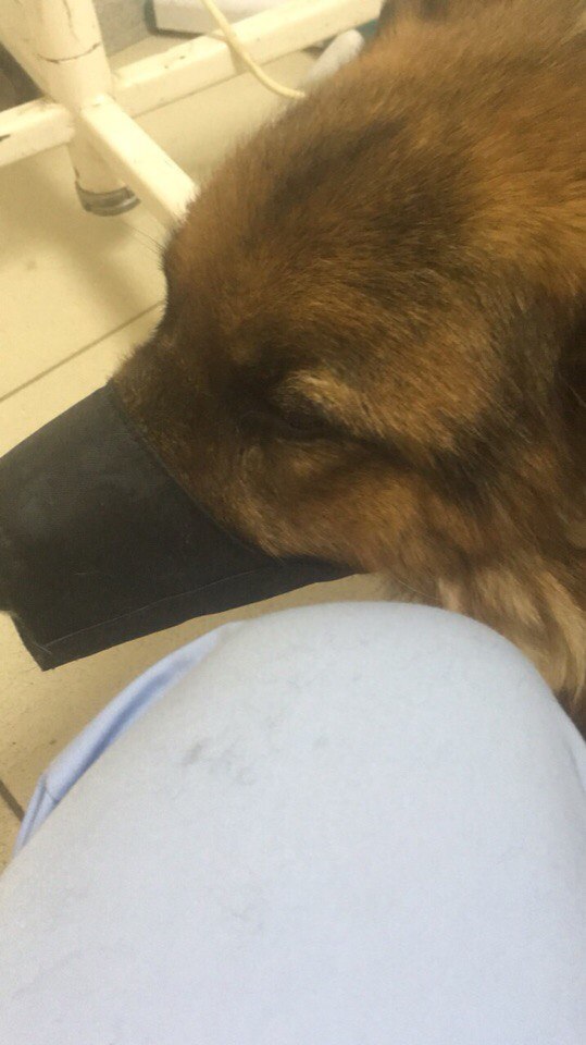 Челябинец в очереди к ветеринару встретил своего пропавшего пса, которого привели новые хозяева
