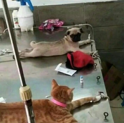 Случай в ветеринарной клинике