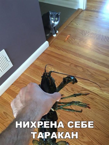 Немного веселых картинок из этих наших интернетов