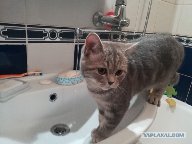 Котовторник 20.03.2018