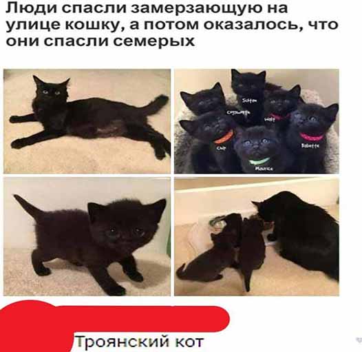 Приколы в картинках или прикольные картинки?
