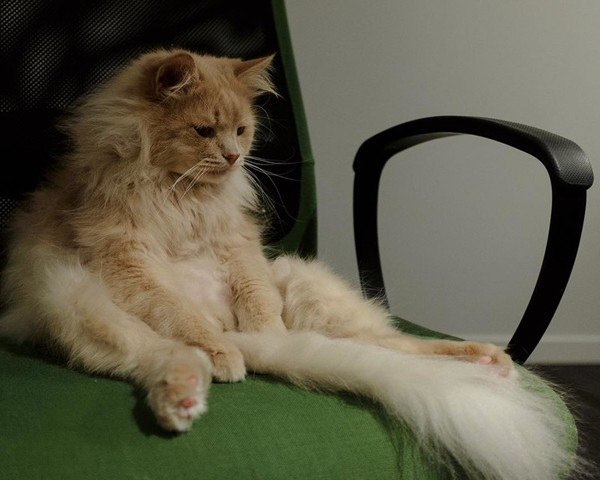 Прикольных котов пост