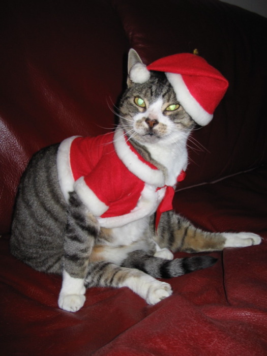 Новогодний КОТОВТОРНИК!