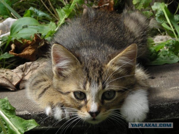 Котовторник (20.01)