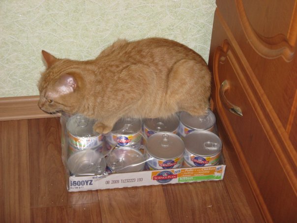 Котовторник!