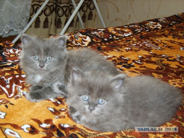 Котовторник в "КотоГетто"