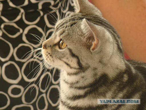 Котовторник 20.12.2011