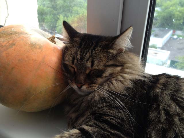 Котовторник 03 07 2012