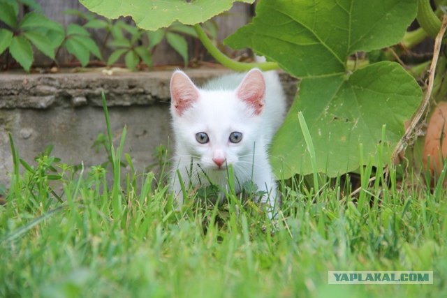 Котовторник 31.07.2012 г.