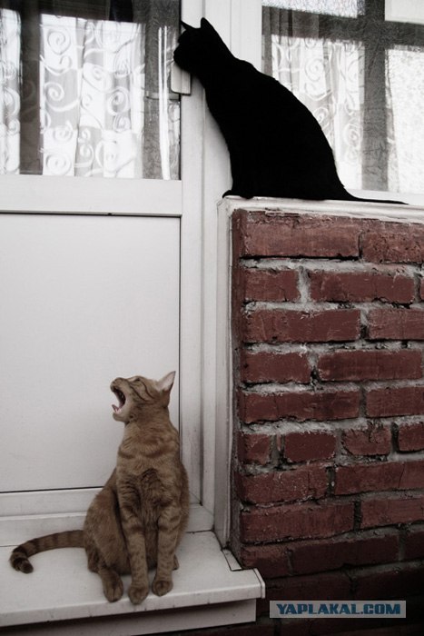 Дома никого нет!