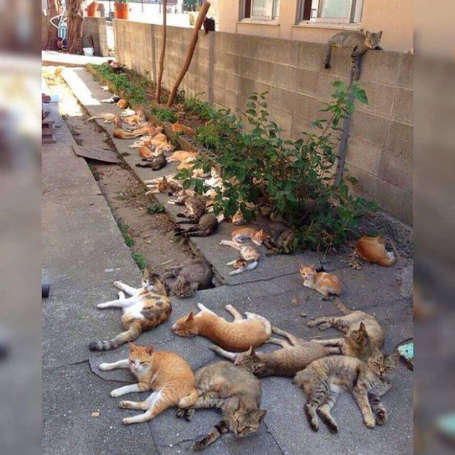 Котовторник! начнем? 04.06.19