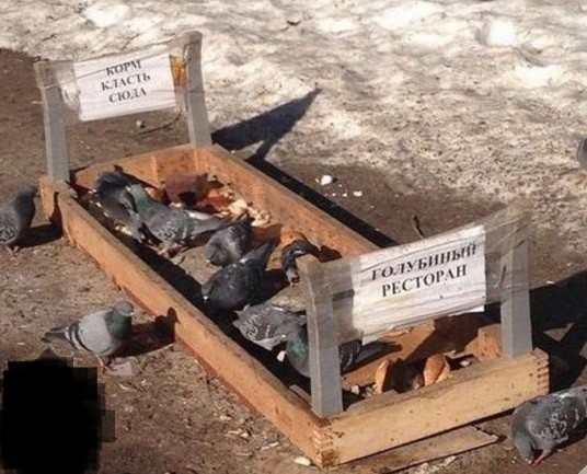 Живность из сети
