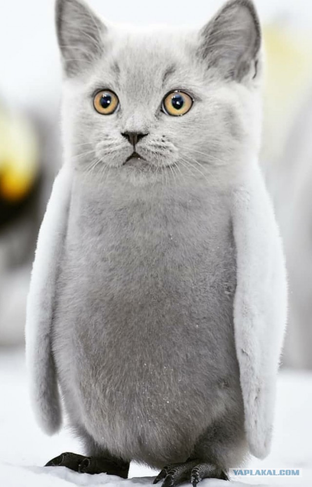 Коты везде