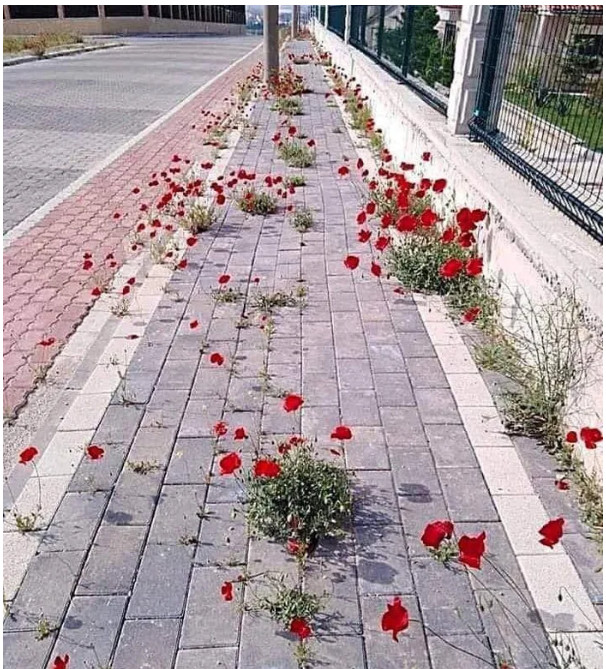 Картинки забавные и не очень