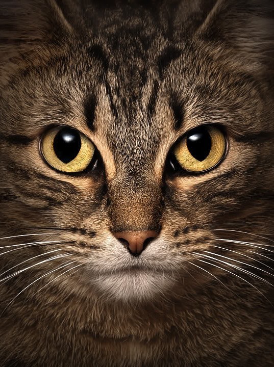 На Камчатке на берег выбросило 19-ти метрового кита