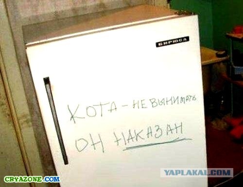 Наглый кот или голодающий с Поволжья