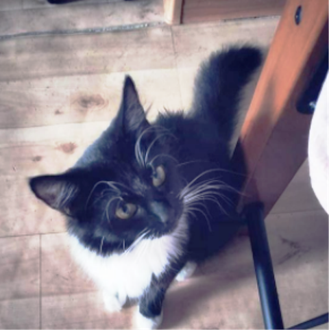 Котовторник (свои добавляем)