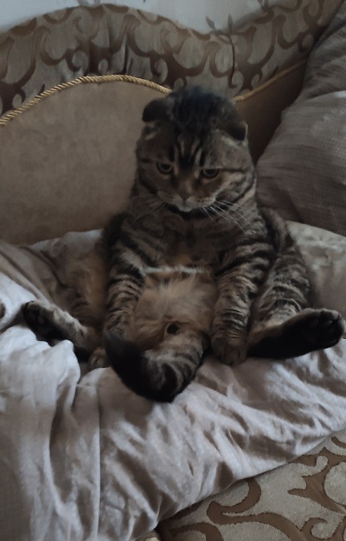 Котовторник
