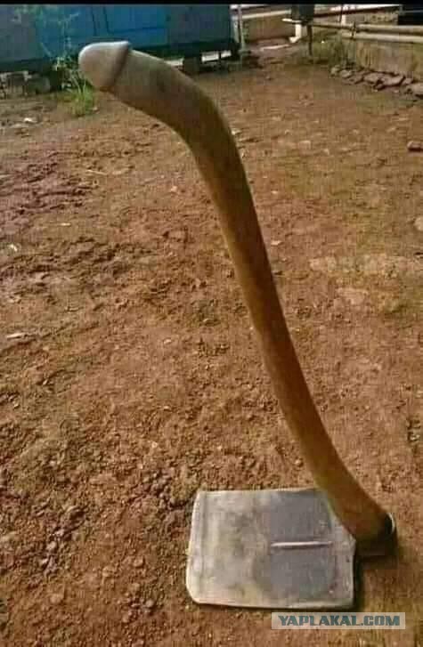 Подборка диких помесей собак