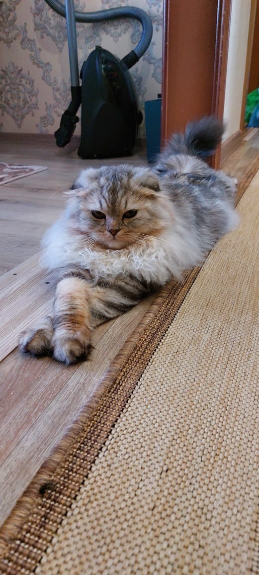 А что это мы котовторник не начинаем? Время пришло!