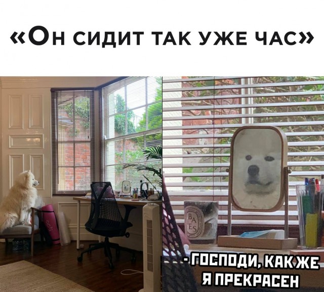 Картинки и мемы для настроения - 23