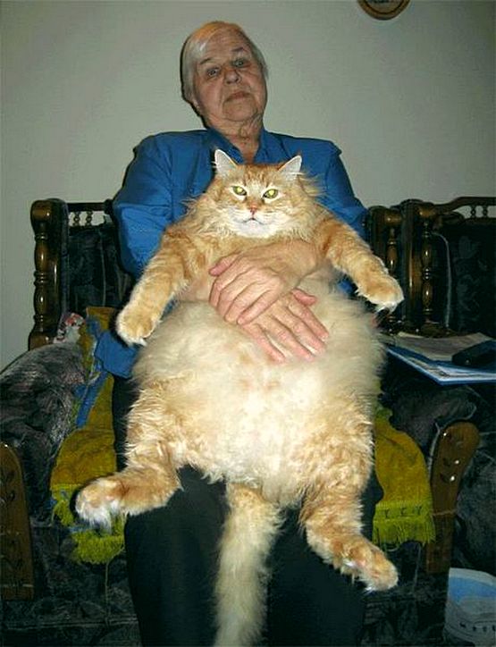 "Мой" котовторник